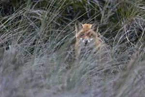 Suddenly the red fox pheasant (Vulpes vulpes) appears and the young foxes pounce on the teats