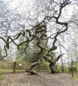 Suentelbuchen, copper beech (Fagus sylvatica)