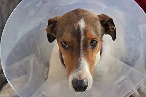Suffering dog with neck collar