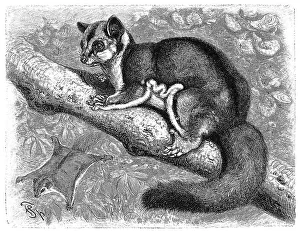 Sugar acorn, Petaurus sciureus