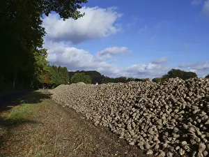 Sugar beet harvest