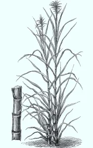 Sugar cane (Saccharum officinarum)