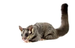 Sugar Glider (Petaurus breviceps)
