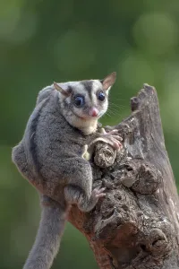 Sugar glider (Petaurus breviceps) on tree branch