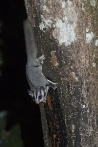 Sugar gliders (Petaurus breviceps)