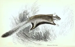 Sugar (marsupialia) gliders (Petaurus breviceps)