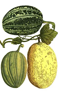 Sugar melon, Cucumis, Melo viridis