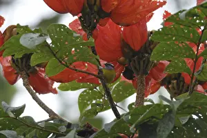 Sugarbird (Coereba flaveola)