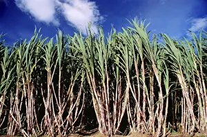 Sugarcane crop
