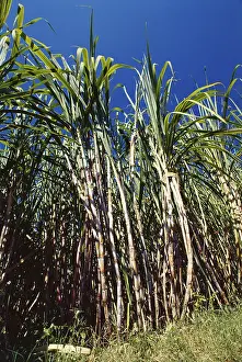 Sugarcane crops in field, India