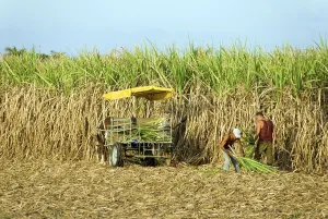 Sugarcane (Saccharum officinarum) harvest