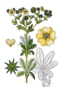 Sulphur cinquefoil (Potentilla recta)