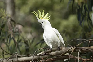 Sulphur-crested cockatoo (Cacatua galerita) adult bird in a tree