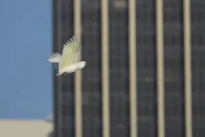 Sulphur-crested cockatoo (Cacatua galerita) flying over the city
