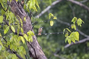 Sulphur-masked Flycatcher (Pitangus sulphuratus)