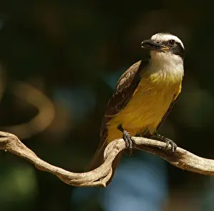 Sulphur-masked tyrant (Pitangus sulphuratus)