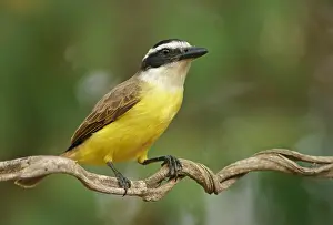 Sulphur-masked tyrant (Pitangus sulphuratus)