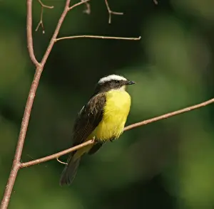 Sulphur-masked tyrant (Pitangus sulphuratus)