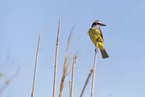 Sulphur-masked tyrant (Pitangus sulphuratus) in the wild