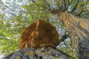 Sulphur polypore (Laetiporus sulphureus) on a tree trunk