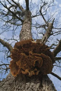 Sulphur spore (Laetiporus sulphureus)