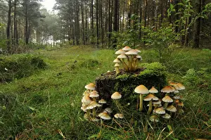 Sulphur tuft (Hypholoma fasciculare)
