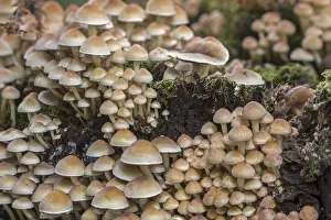 Sulphur tuft (Hypholoma fasciculare)