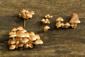 Sulphur tuft (Hypholoma fasciculare)