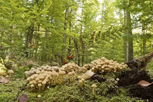 Sulphur tuft (Hypholoma fasciculare)