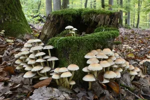 Sulphur tuft (Hypholoma fasciculare)