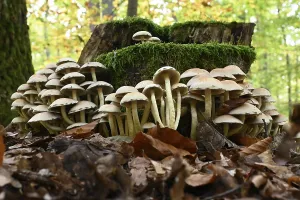 Sulphur tuft (Hypholoma fasciculare)