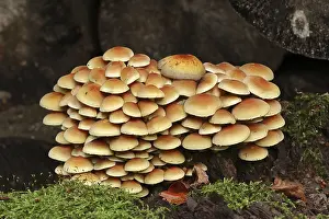 Sulphur tuft (Hypholoma fasciculare)