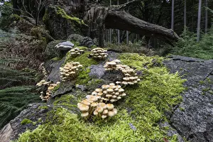 Sulphur tuft (Hypholoma fasciculare) Emsland