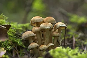 Sulphur tuft (Hypholoma fasciculare) in a mixed forest