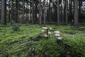 Sulphur tuft (Hypholoma fasciculare) in spruce forest