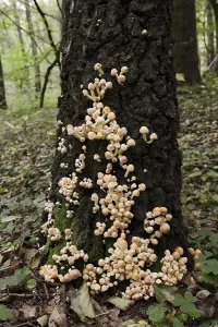 Sulphur tuft (Hypholoma fasciculare) on a tree trunk