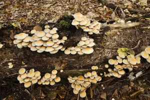 Sulphur tuft (Hypholoma fasciculare) on a tree trunk