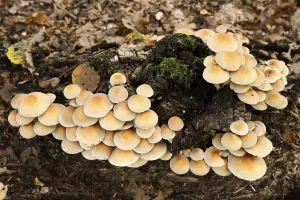 Sulphur tuft (Hypholoma fasciculare) on a tree trunk