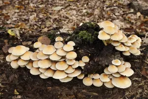 Sulphur tuft (Hypholoma fasciculare) on a tree trunk