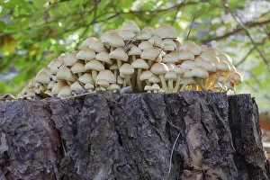 Sulphur Tuft (Hypholoma fasiculare)