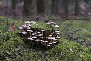 Sulphur Tufts (Hypholoma fasciculare)