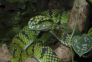 Sumatran bamboo otter (Trimeresurus sumatranus)