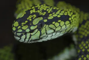 Sumatran bamboo otter (Trimeresurus sumatranus)