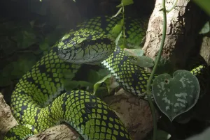 Sumatran bamboo otter (Trimeresurus sumatranus)