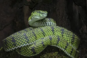 Sumatran bamboo otter (Trimeresurus sumatranus)