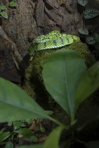 Sumatran bamboo otter (Trimeresurus sumatranus)
