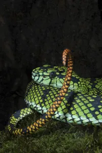 Sumatran bamboo otter (Trimeresurus sumatranus)