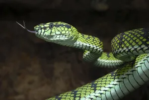 Sumatran bamboo otter (Trimeresurus sumatranus)