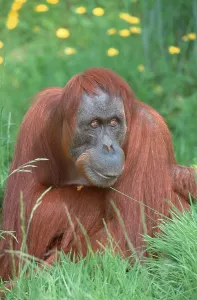 Sumatran orangutan, female (Pongo pygmaeus abelii)