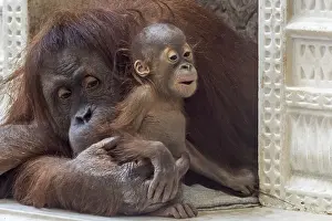 Sumatran orangutan (Pongo abelii)